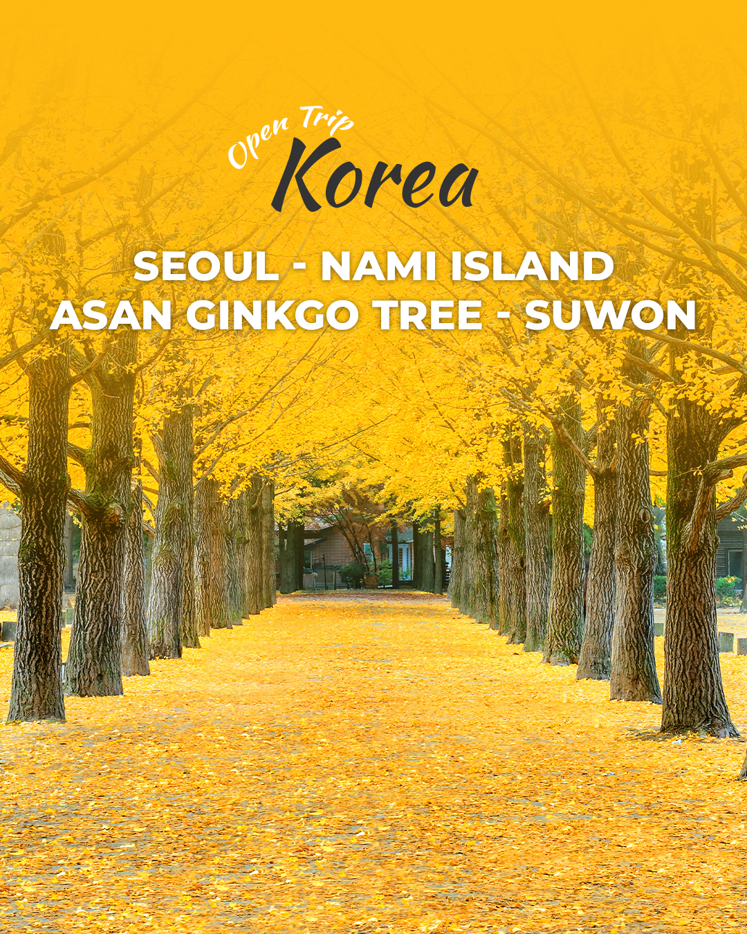 Korea Autumn – Seoul – Nami Island – Asan Ginkgo Tree – Suwon
